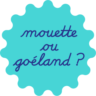 mouette-ou-goeland4 mouette ou goéland
